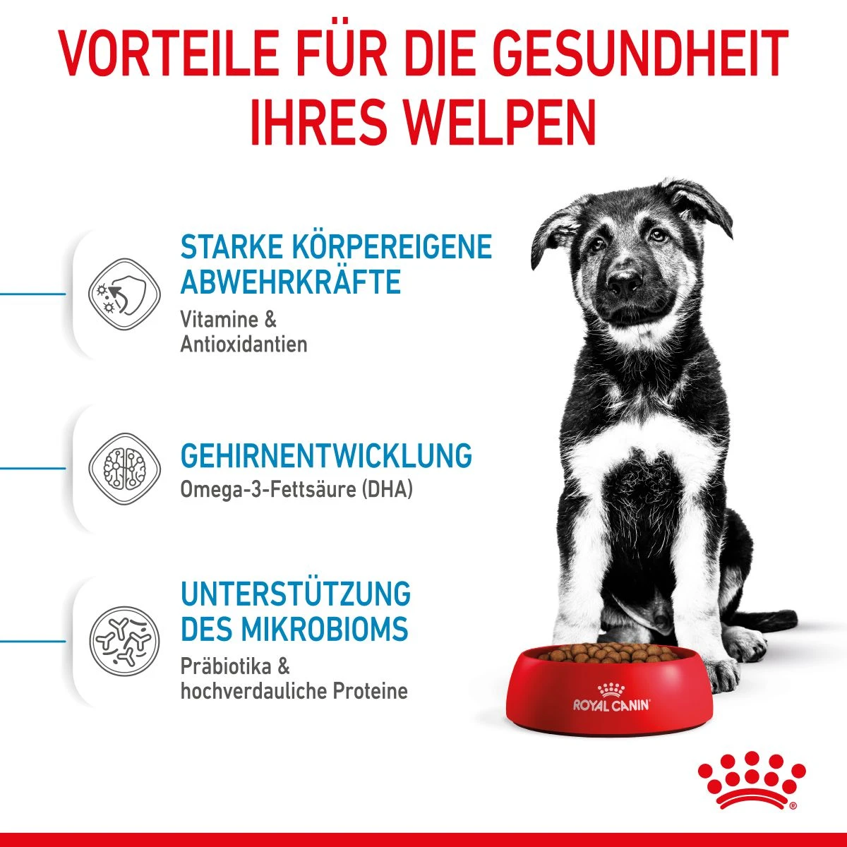 Royal Canin Maxi Puppy Für Welpen Großer Rassen 4 Kg Trockenfutter Für Hunde 6 Royal Canin Maxi Puppy Für Welpen Großer Rassen 4 Kg Trockenfutter Für Hunde – Bild 5