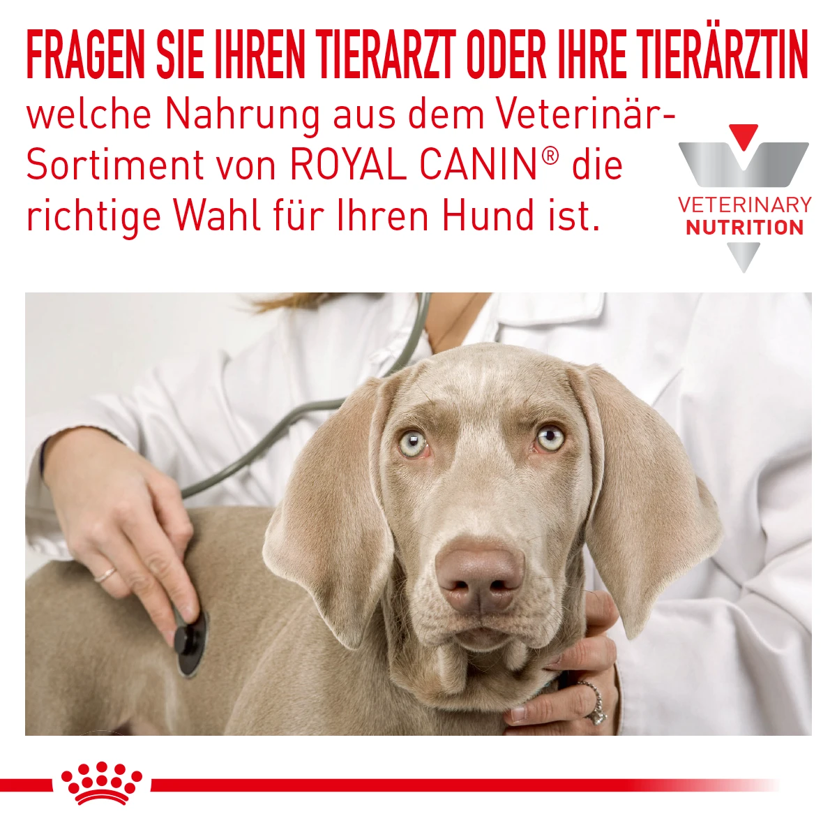 Royal Canin Anallergenic Trockenfutter Für Hunde 1,5 Kg Trockenfutter Für Hunde 5 Royal Canin Anallergenic Trockenfutter Für Hunde 1,5 Kg Trockenfutter Für Hunde – Bild 3