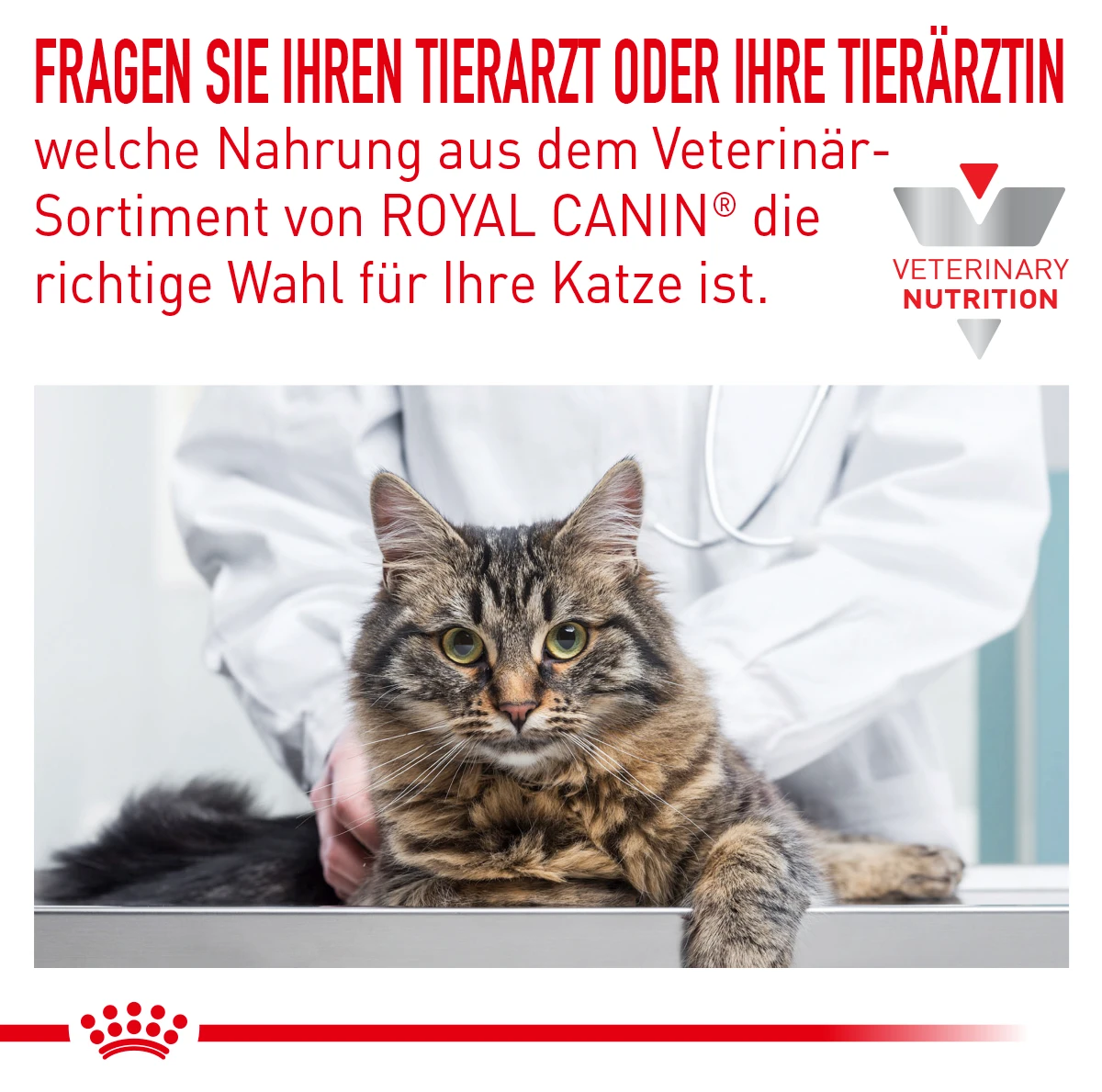 Royal Canin Sensitivity Control Huhn Mit Reis Feine Stückchen In Soße Frischebeutel Für Katzen 12 X 85 G Huhn Und Reis Frischebeutel Für Katzen 4 Royal Canin Sensitivity Control Huhn Mit Reis Feine Stückchen In Soße Frischebeutel Für Katzen 12 X 85 G Huhn Und Reis Frischebeutel Für Katzen – Bild 3