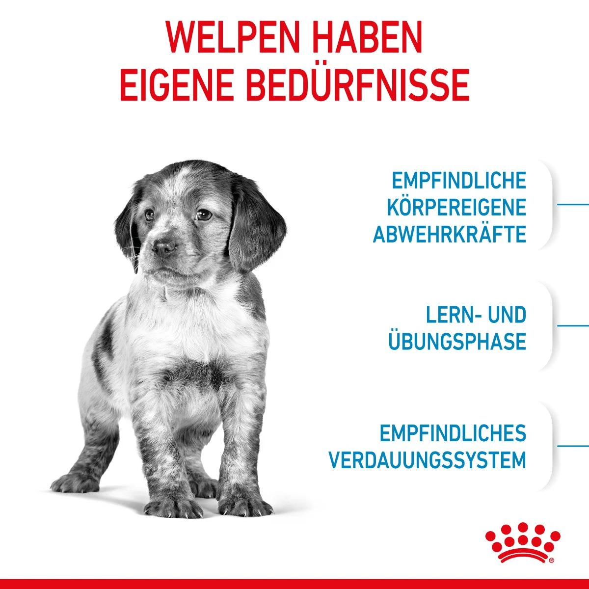 Royal Canin Medium Puppy Für Welpen Mittelgroßer Hunderassen 4 Kg Trockenfutter 6 Royal Canin Medium Puppy Für Welpen Mittelgroßer Hunderassen 4 Kg Trockenfutter – Bild 4