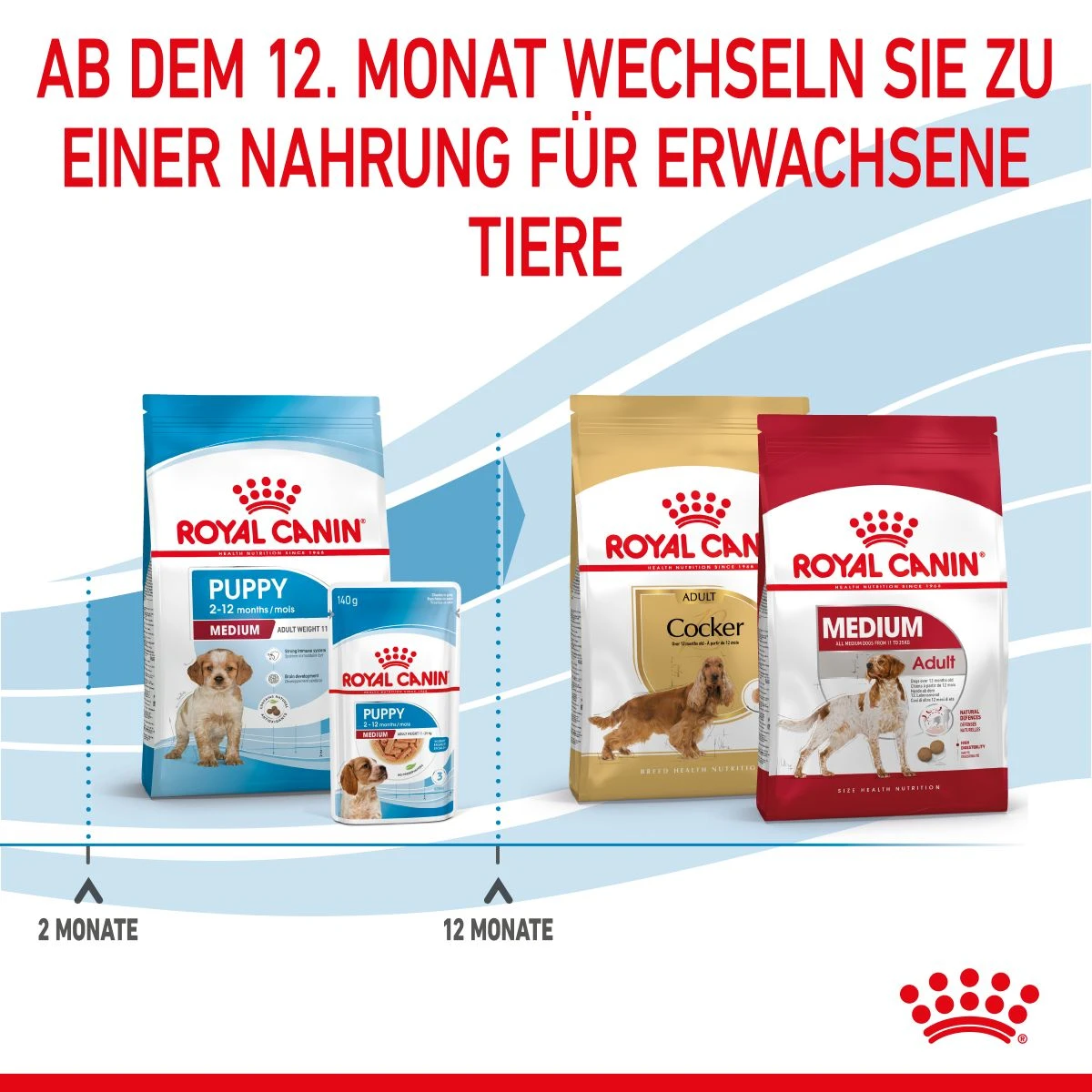 Royal Canin Medium Puppy Für Welpen Mittelgroßer Hunderassen 4 Kg Trockenfutter 9 Royal Canin Medium Puppy Für Welpen Mittelgroßer Hunderassen 4 Kg Trockenfutter – Bild 7